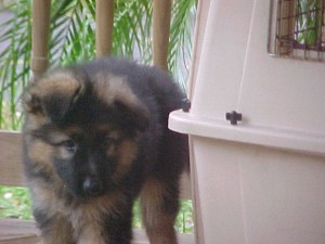 German Shepherd Puppy