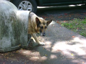 Short Haired German Shepherd