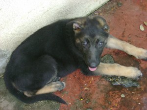 Baby German Shepherd