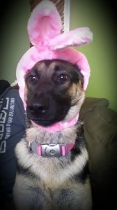 Easter "bunny" GSD Style