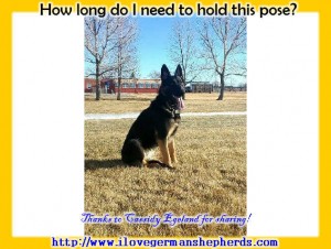 German Shepherd Photography