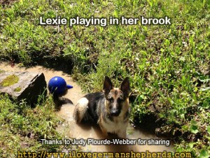 German Shepherd in a Brook