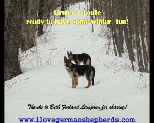 Winter Bonding With German Shepherds