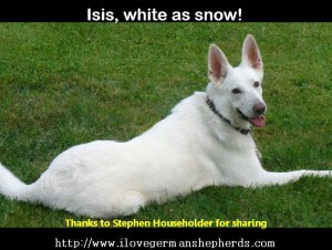 Stunning White German Shepherd