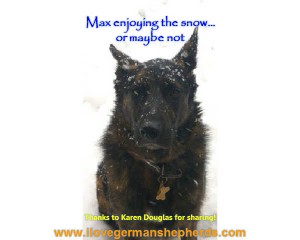 Black German Shepherd in the Snow