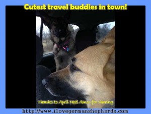 German Shepherd Travel Buddies