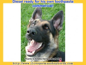 German Shepherd Dental Health