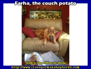 Couch Potato German Shepherd Dog