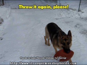 Teaching Your German Shepherd to Play Fetch