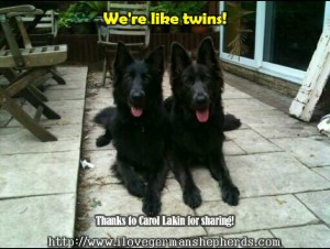 Twin-like German Shepherds