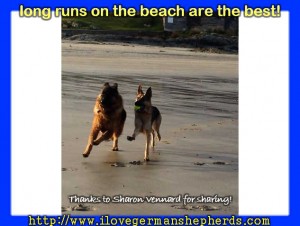 Taking Your German Shepherd to the Beach