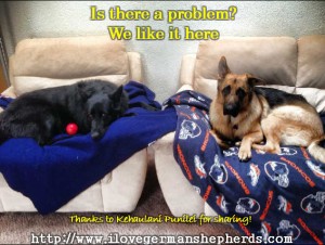 Pampered German Shepherd Dogs