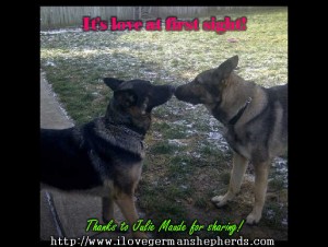 German Shepherd Kissing Each Other