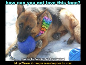 Choosing a German Shepherd Rescue Dog