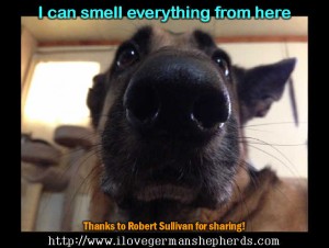 Your German Shepherd's Nose and His Health