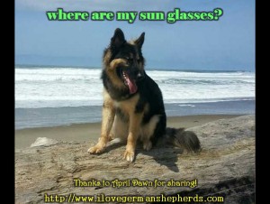 Protecting Your German Shepherd's Eyes From the Sun