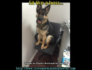 German Shepherd Sitting Like a Boss