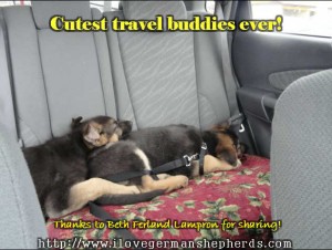 Sweetest German Shepherd Puppies