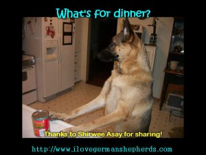 Cooking For Your German Shepherd