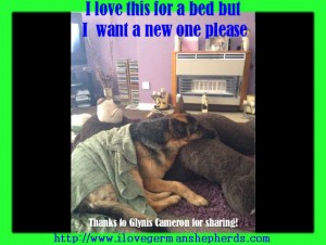 Getting a Bed For Your German Shepherd