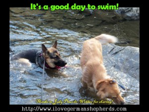 Benefits of Swimming for Your German Shepherd