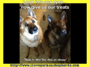 German Shepherds Waiting for their Treats