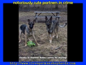 Partners in Crime German Shepherd Style