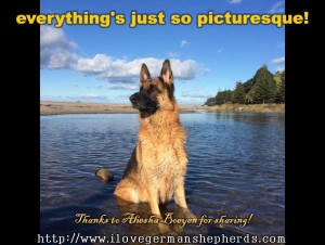 Keeping Your German Shepherd From Drinking Salt Water