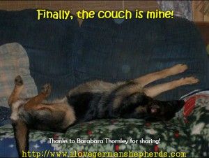 Stretching German Shepherd Dog