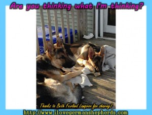 Stimulating Your German Shepherd's Mind