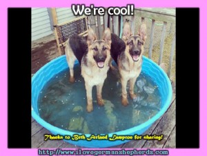 Keeping Your German Shepherd Cool in the Summer