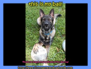 German Shepherd Loving His Basketball