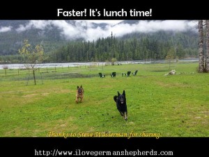 German Shepherd Dogs As Running Buddies