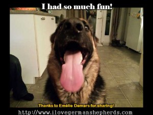 Calming Down a Playful German Shepherd