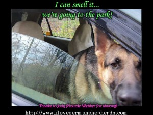 German Shepherd Sticking His Head Out the Car Window