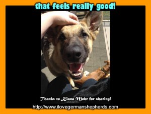 Your German Shepherd's Scratch Zones