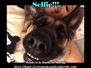 Selfie: German Shepherd Dog Style