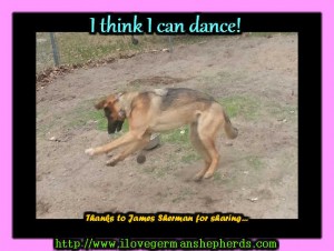 Can You Teach Your German Shepherd to Dance