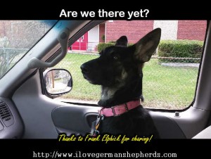 German Shepherd Car Ride Safety Measures