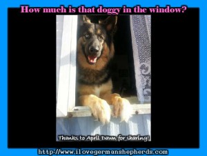 German Shepherd Greeting at the Window