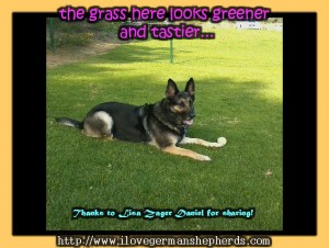 Does Your German Shepherd Eat Grass