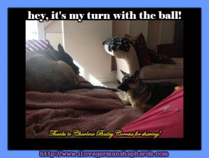 Helping Your German Shepherd Behave With Other Dogs