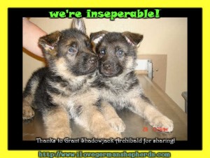 Finding a Responsible German Shepherd Dog Breeder