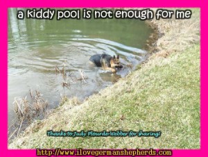 German Shepherd Outdoor Swim Safety