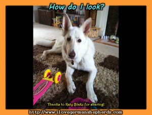 Keeping Your White German Shepherd Looking Clean