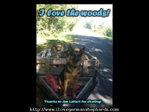 Walking Your German Shepherd in the Woods