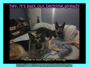 How Long Do German Shepherds Sleep on Average