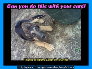 Taping German Shepherd's Ears