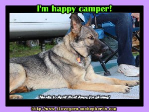 Camping With Your German Shepherd