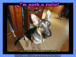 Taking Good Care of Your German Shepherd Puppy